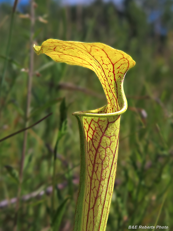 Sarracenia