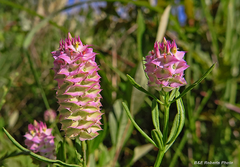 Polygala