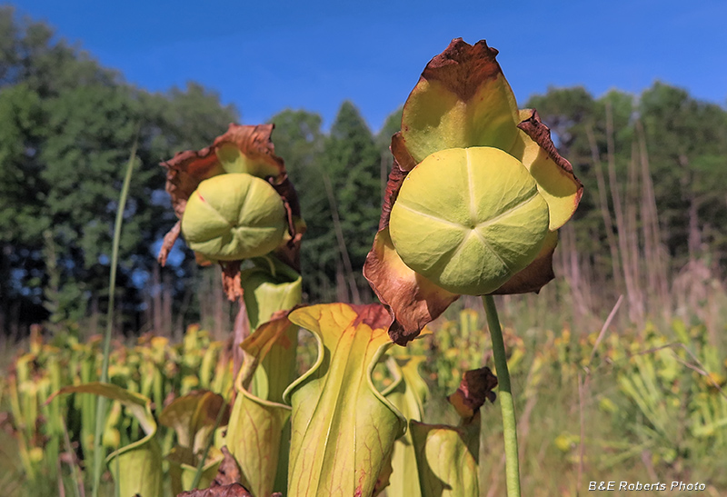 Fading_Pitchers