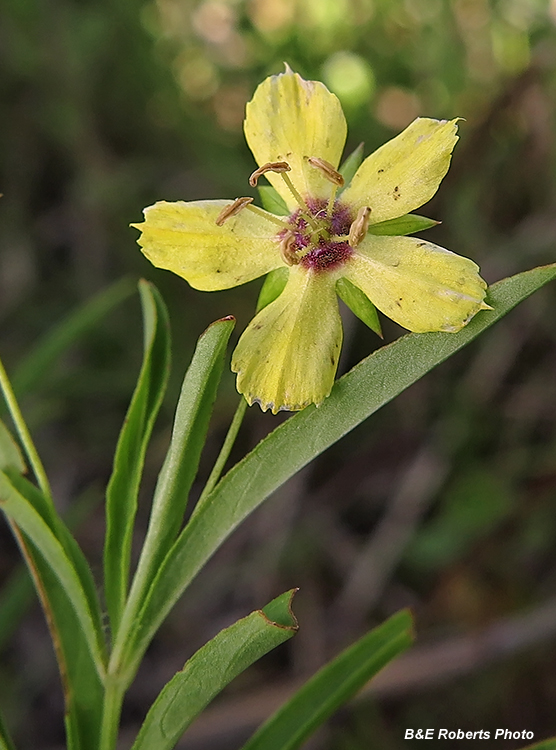 Loosestrife