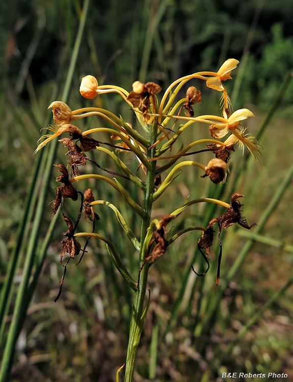 Fringed_Orchid