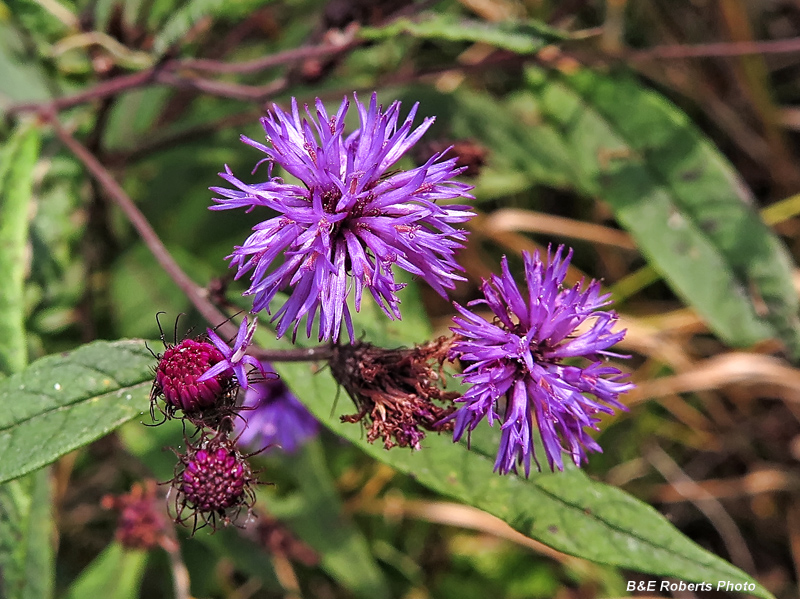 Ironweed