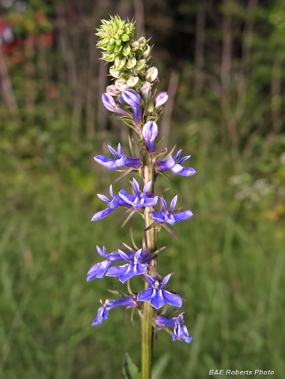 Lobelia