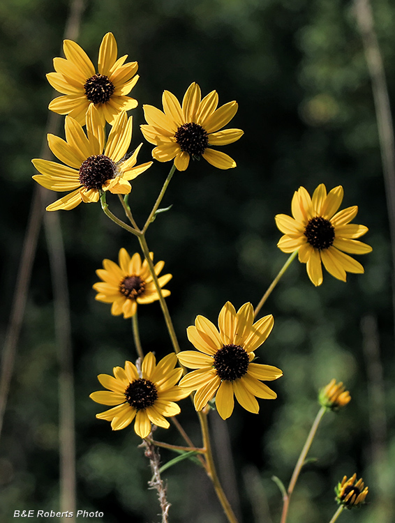 Helianthus