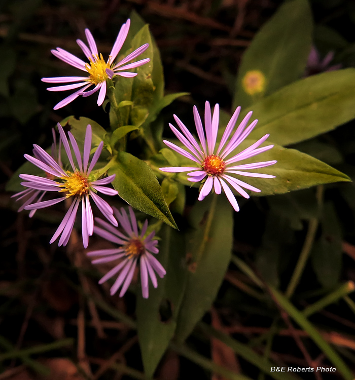 Asters