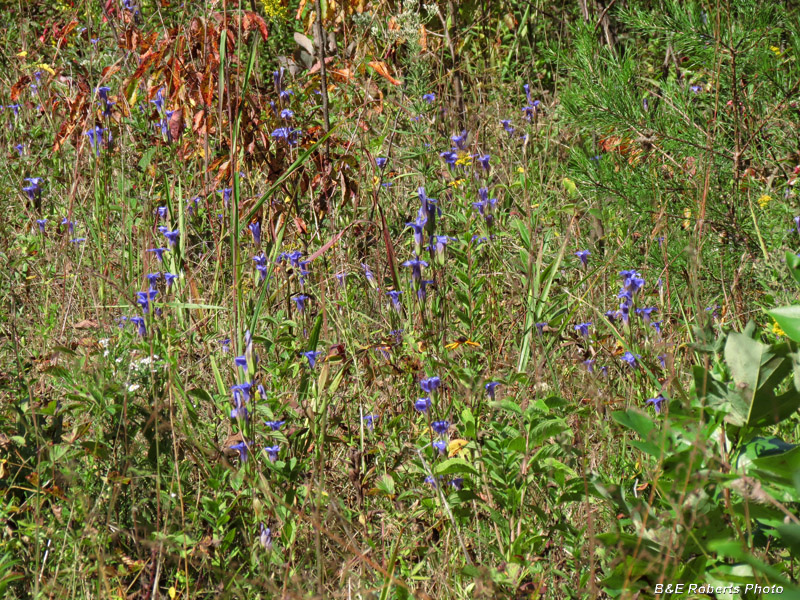 Fringed_gentian_habitat