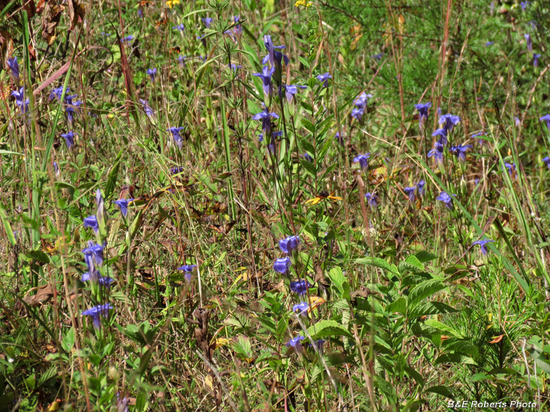 Fringed_gentian_habitat