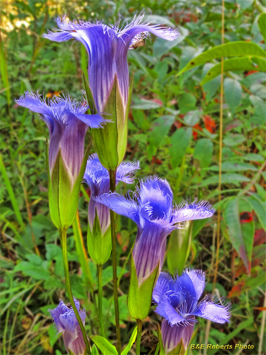 Fringed_gentian