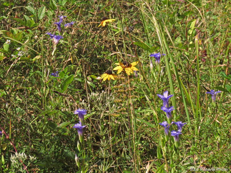 Fringed_gentian_habitat