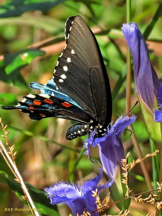 Fringed_gentian