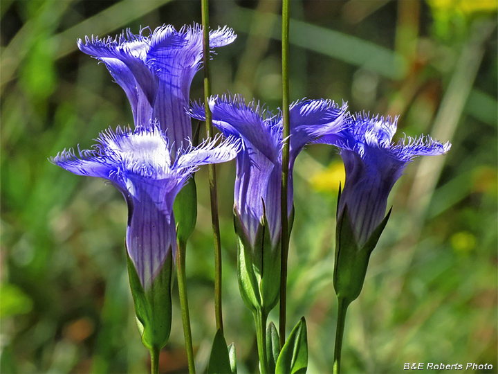 Fringed_gentian