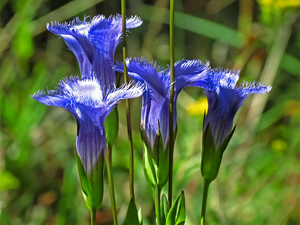 Fringed_Gentians