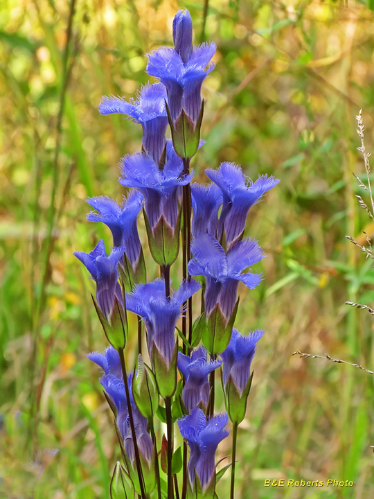 Fringed_gentian