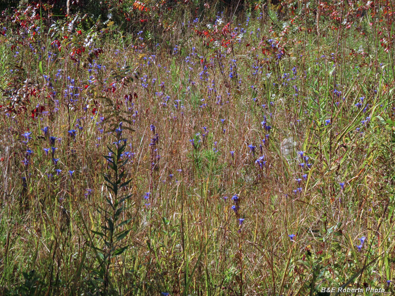 Fringed_gentian_habitat