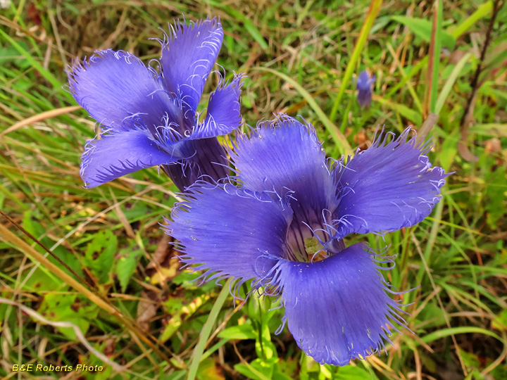 Fringed_gentian