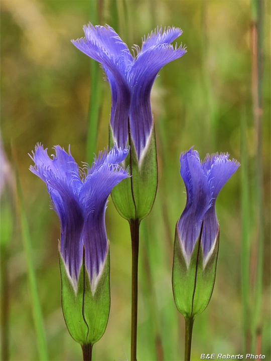 Fringed_gentian