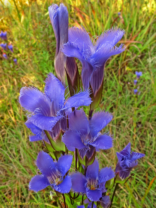 Fringed_gentian