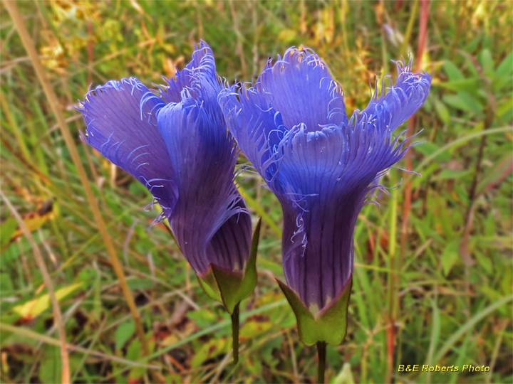 Fringed_gentian