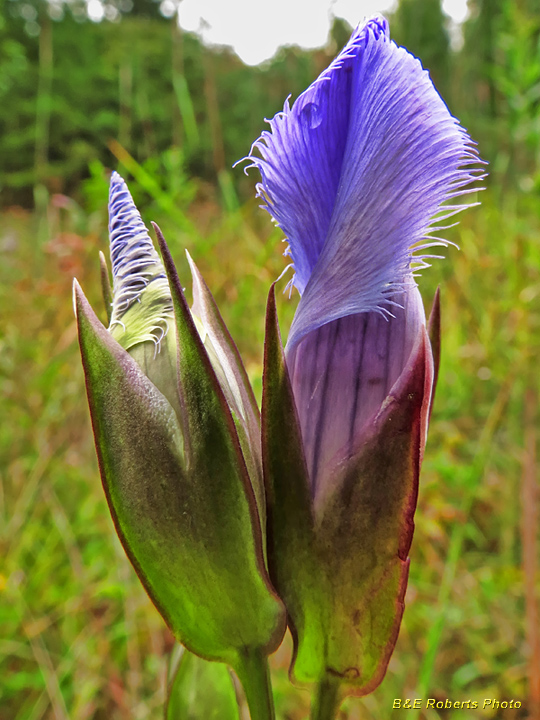 Fringed_gentian