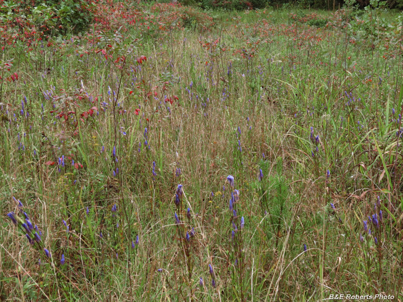 Fringed_gentian_habitat