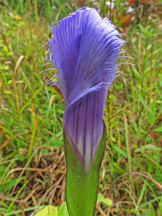 Fringed_gentian