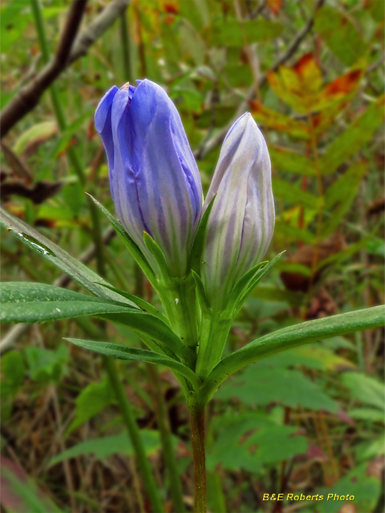 Soapwort_gentian