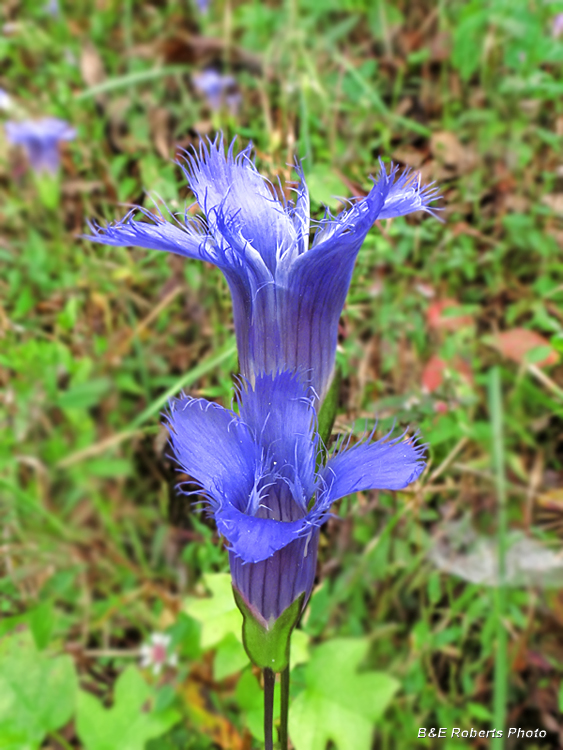 Fringed_gentian