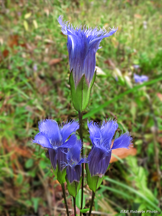 Fringed_gentian