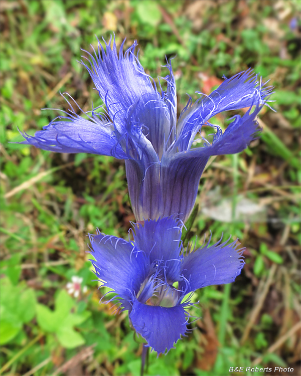 Fringed_gentian