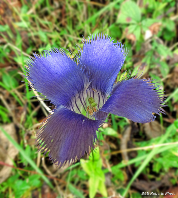 Fringed_gentian