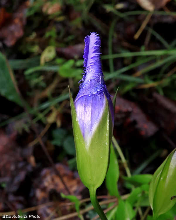 Fringed_gentian