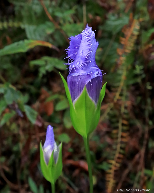 Fringed_gentian