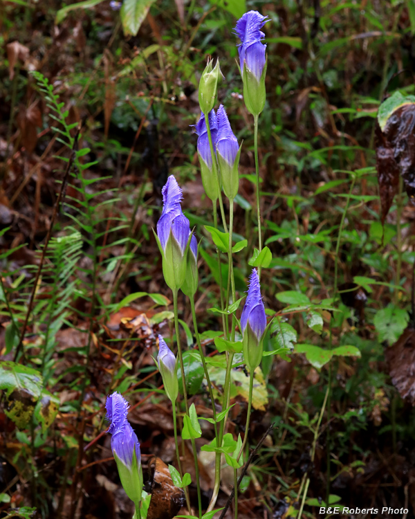 Fringed_gentian