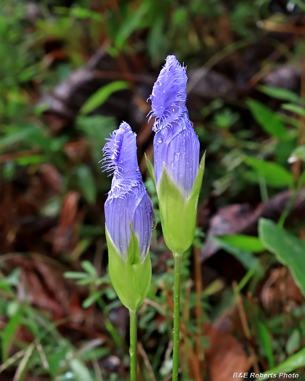 Fringed_gentian