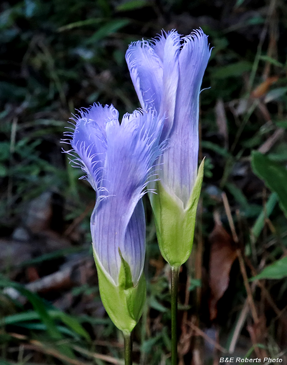 Stiff_gentian