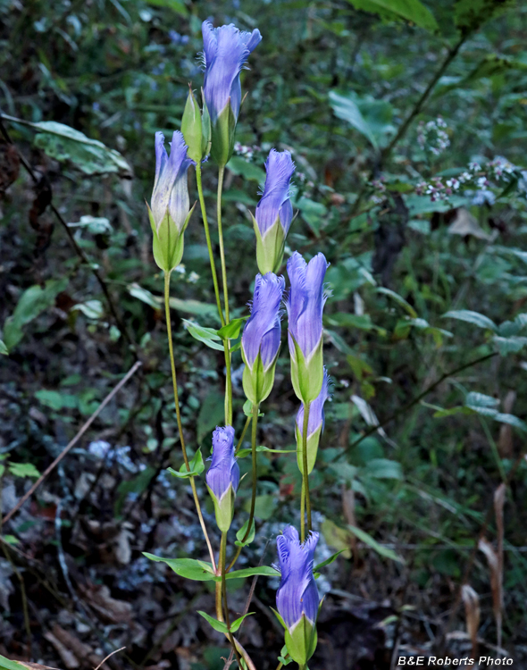 Fringed_gentian