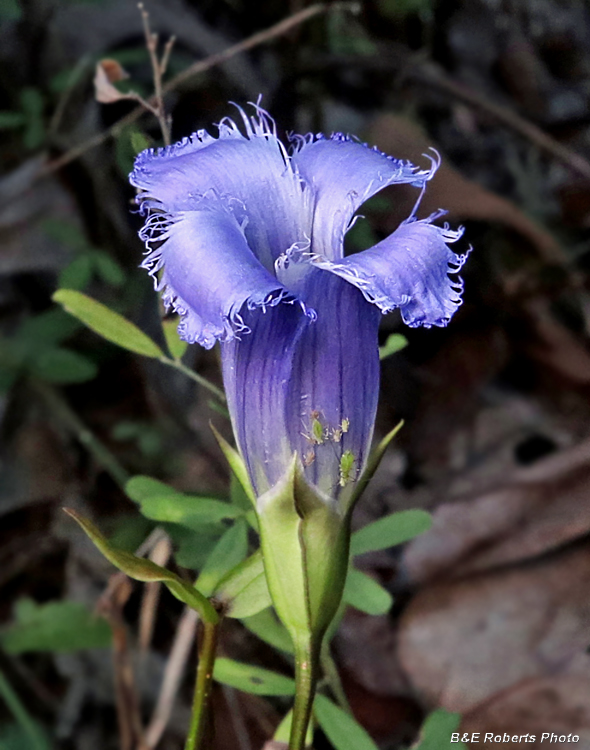 Fringed_gentian