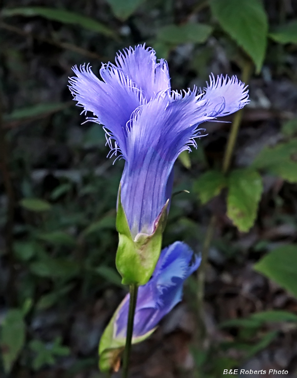 Fringed_gentian