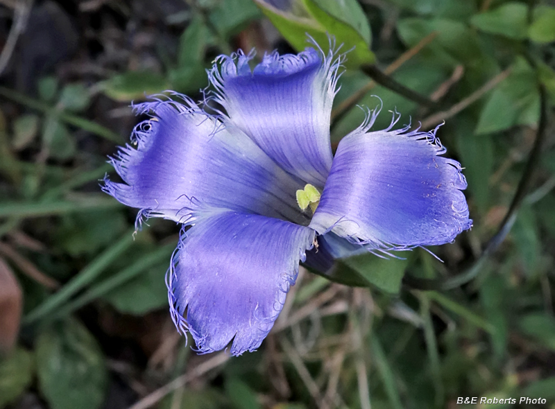 Gentianopsis_crinita