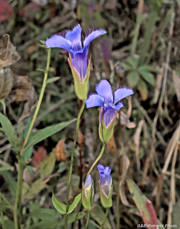 Fringed_Gentians