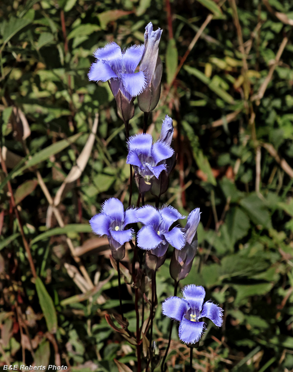 Gentianopsis_crinita