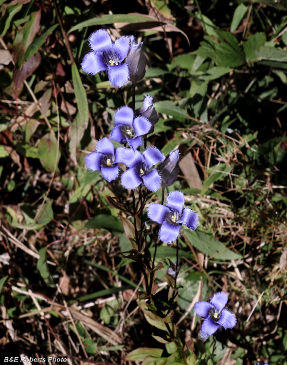 Fringed_gentian