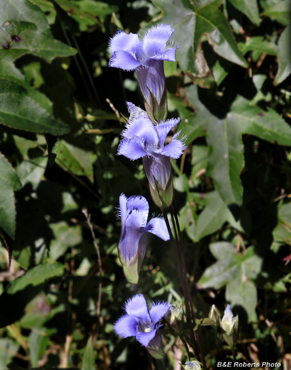 Fringed_Gentian