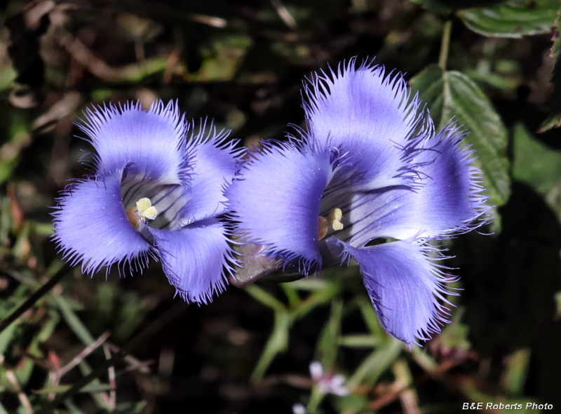 Gentianopsis_crinita