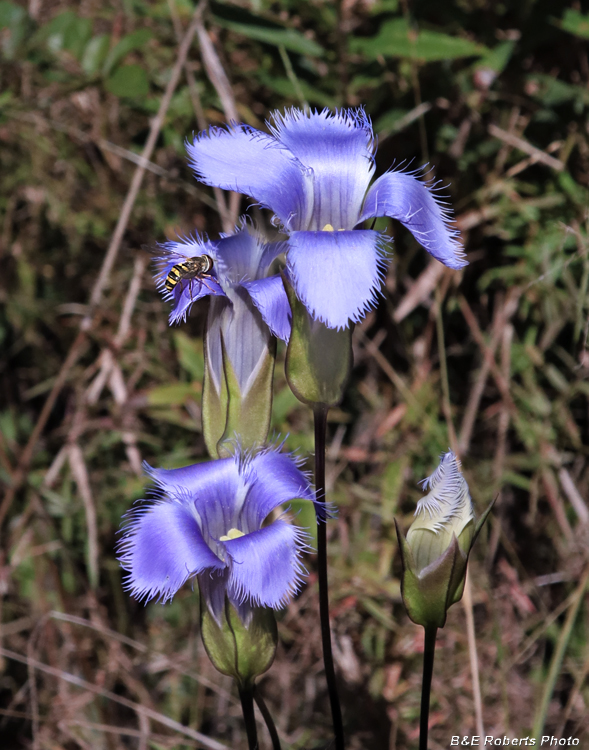 Gentianopsis_crinita