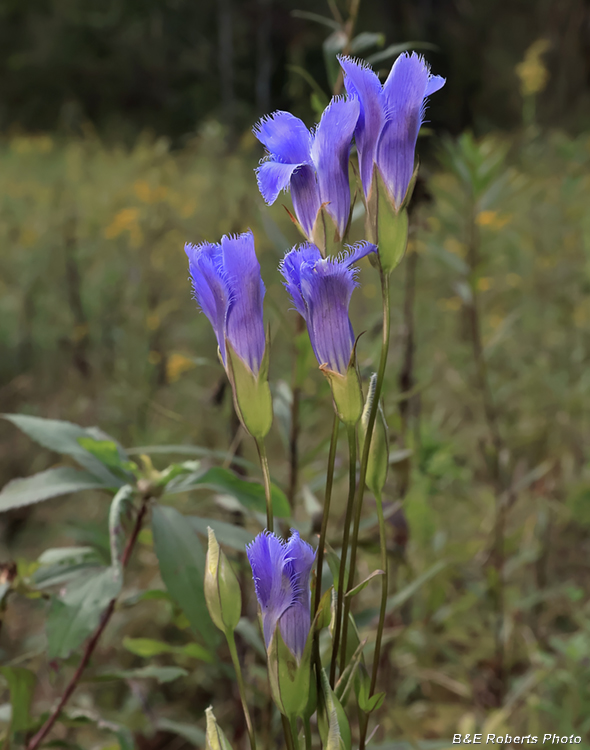 Fringed_gentian
