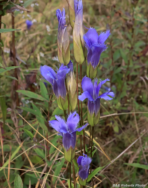 Fringed_gentian