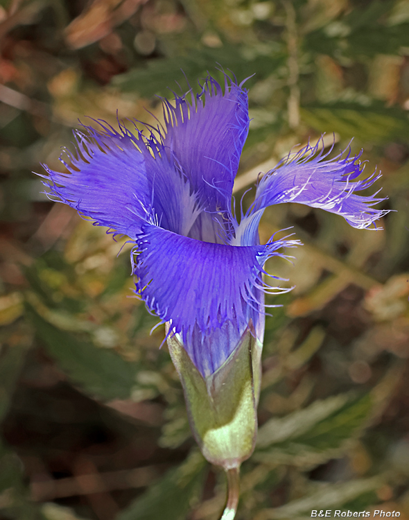 Fringed_gentian