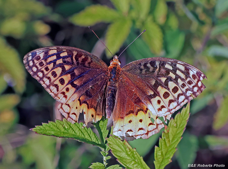 Great_Spangled_Fritillary