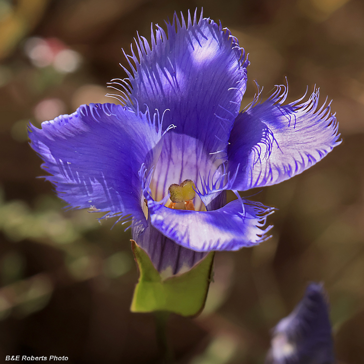 Fringed_gentian